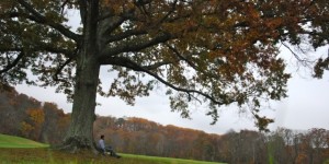 leggere-sotto-albero-evidenza-740x370